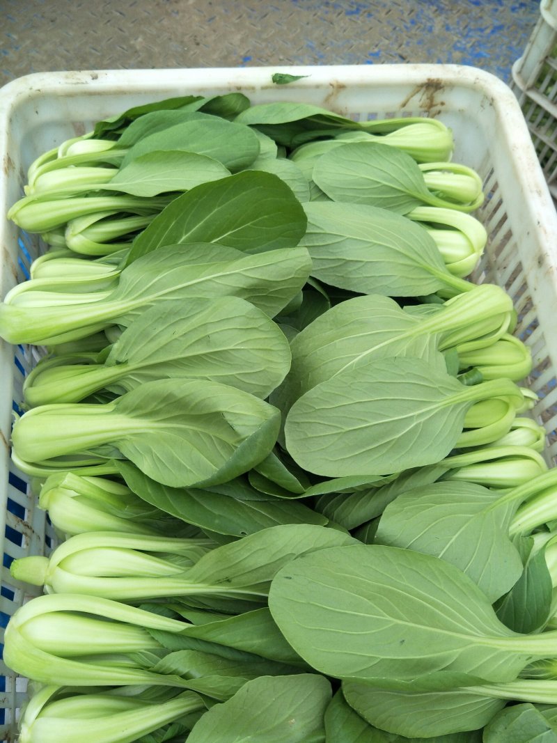 青菜，南通上海青，常年不断货，产地直发，价格优惠