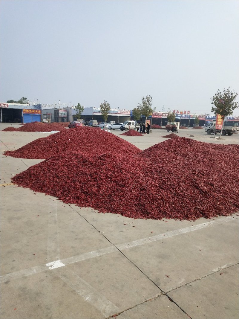 山东金乡干辣椒三樱椒货源足质量好代加工代发
