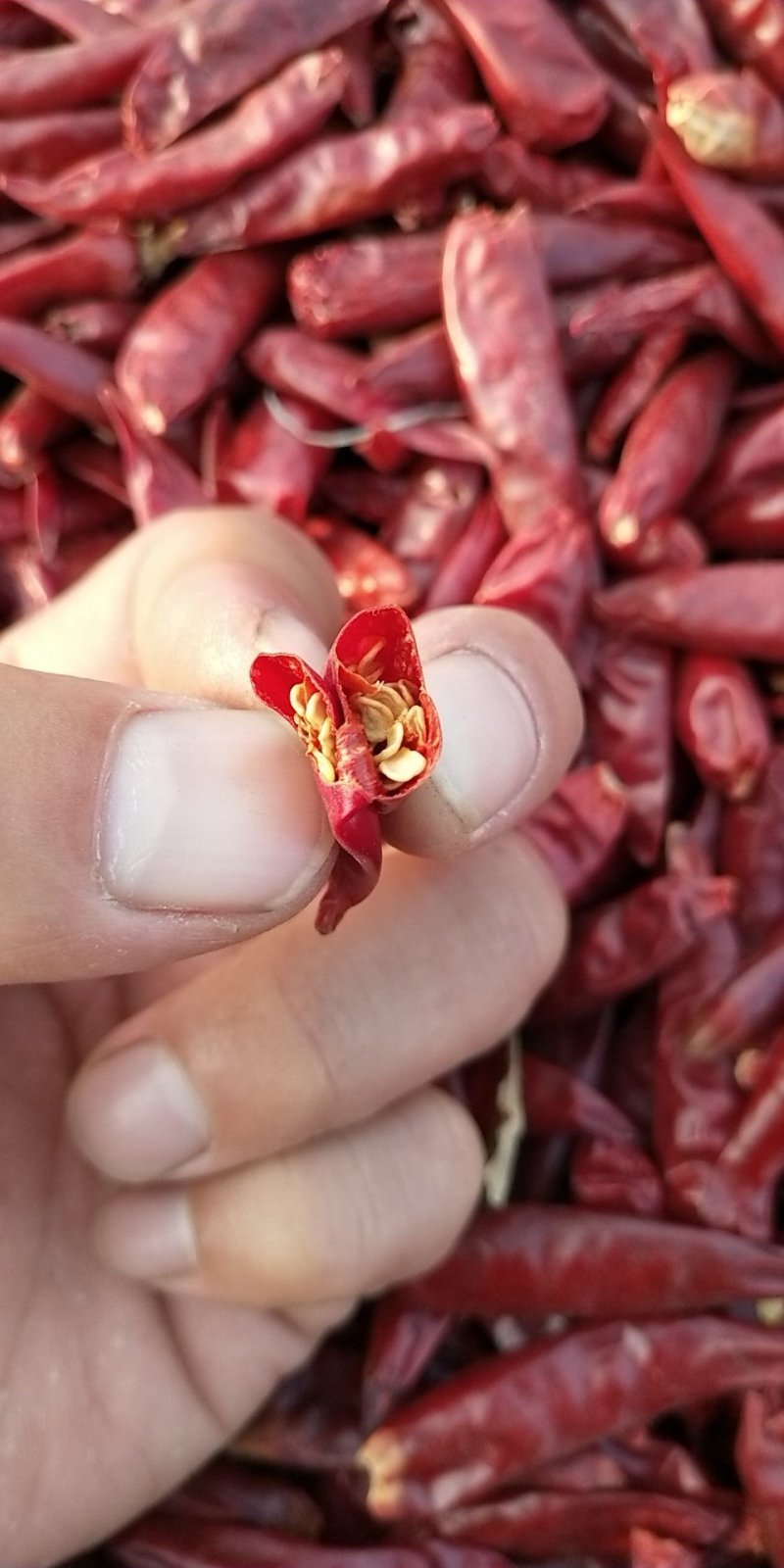 山东金乡干辣椒三樱椒货源足质量好代加工代发