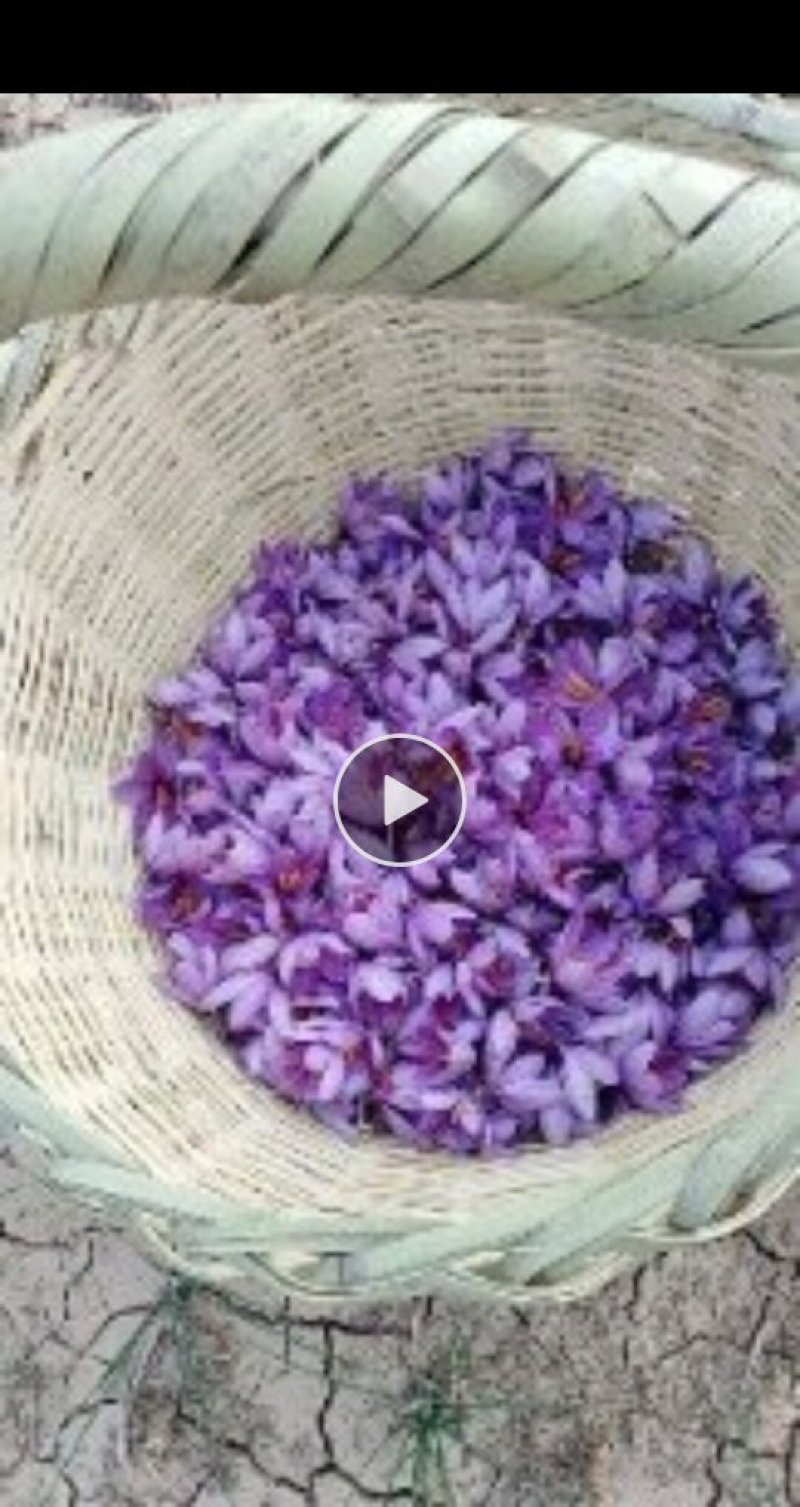藏红花