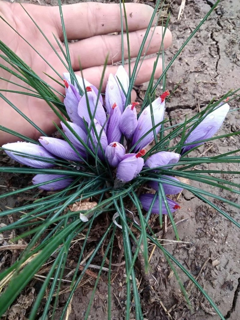 藏红花