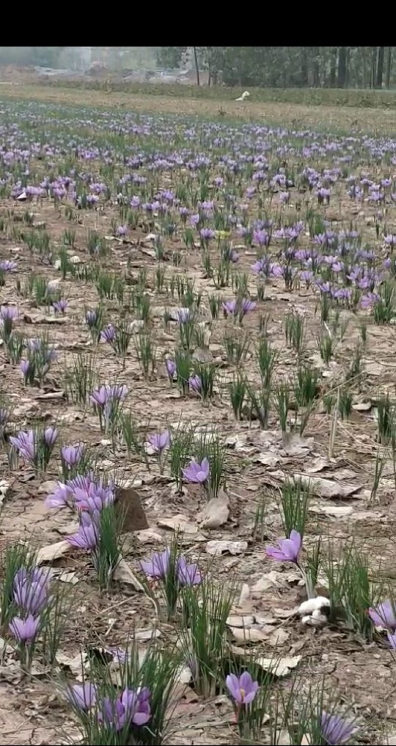 藏红花