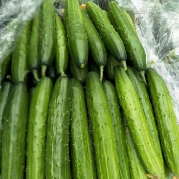 黄瓜