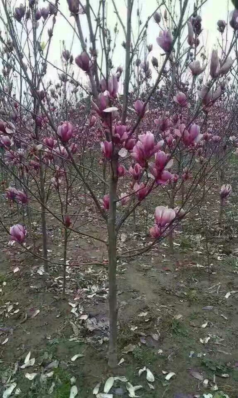 玉兰基地供应，玉兰小苗，玉兰工程苗