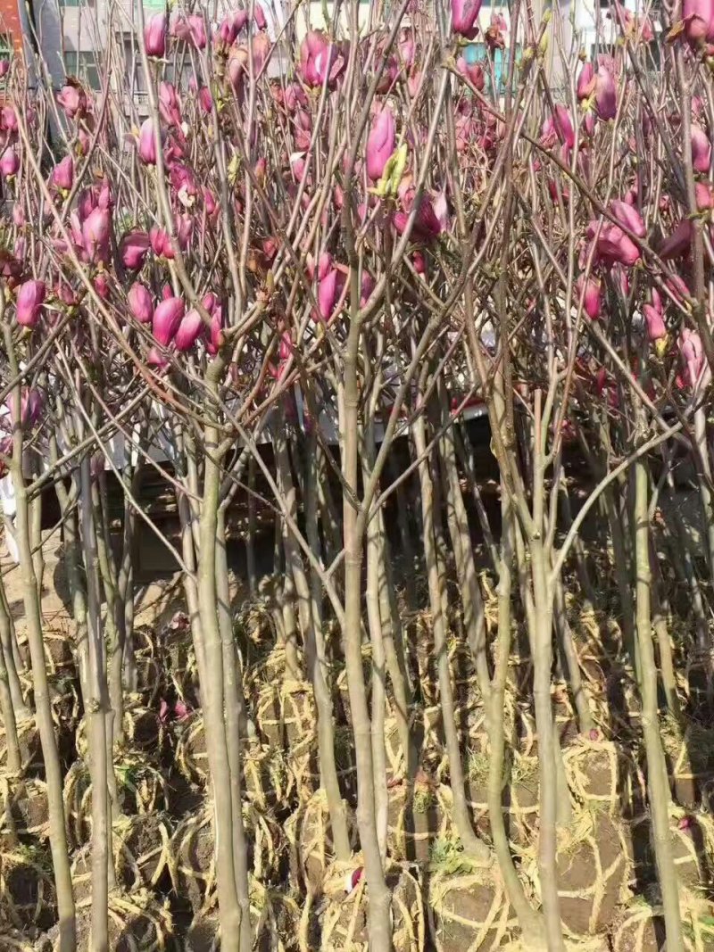 玉兰基地供应，玉兰小苗，玉兰工程苗