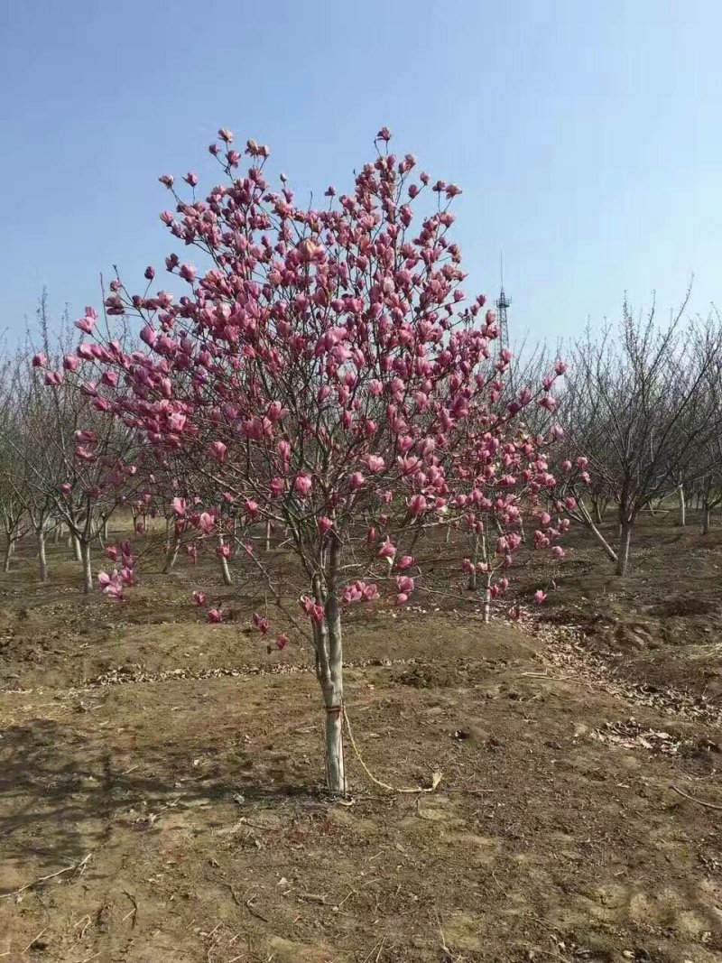 玉兰基地供应，玉兰小苗，玉兰工程苗