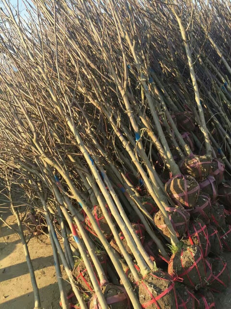 玉兰基地供应，玉兰小苗，玉兰工程苗