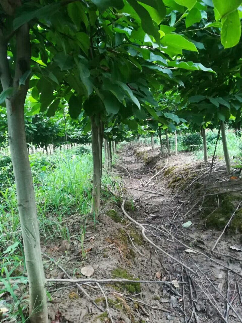 玉兰基地供应，玉兰小苗，玉兰工程苗