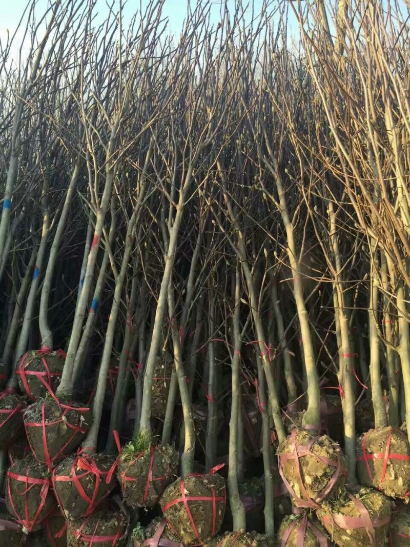 玉兰基地供应，玉兰小苗，玉兰工程苗