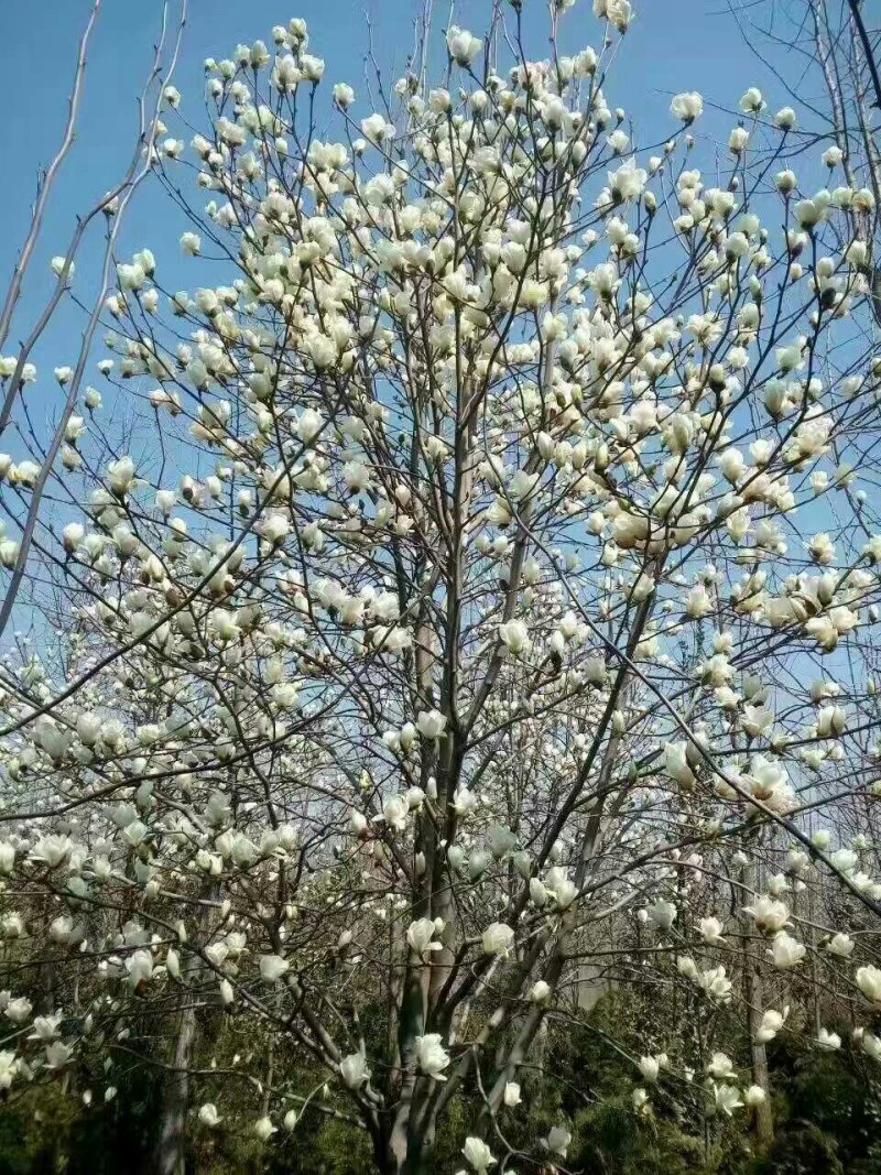 玉兰基地供应，玉兰小苗，玉兰工程苗