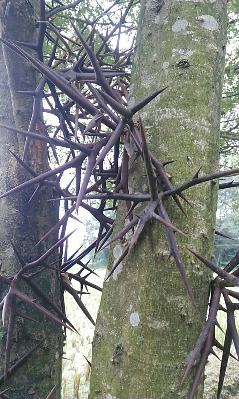皂角树