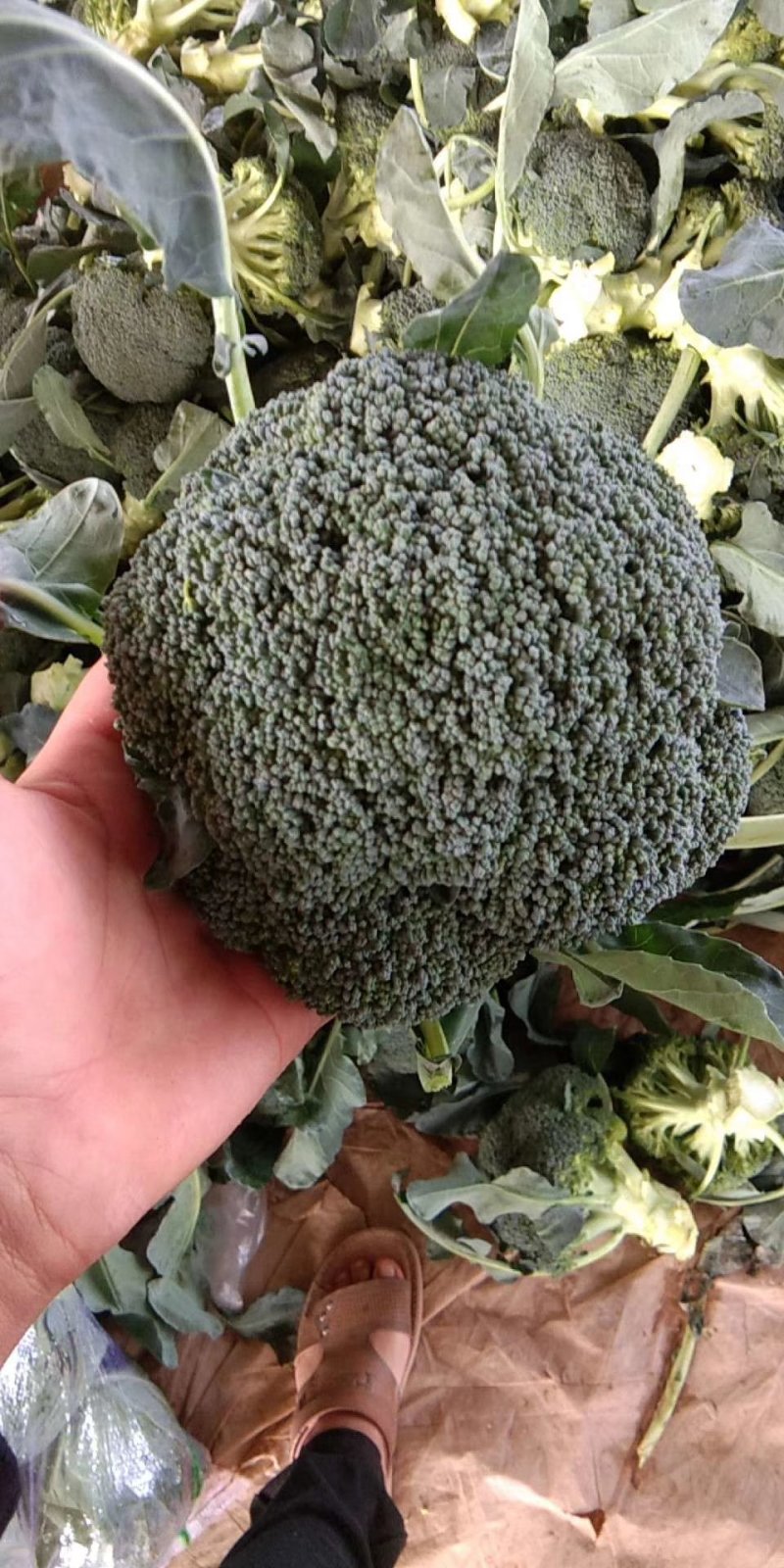 河南省博爱县西蓝花，耐寒西蓝花上市中基地货品