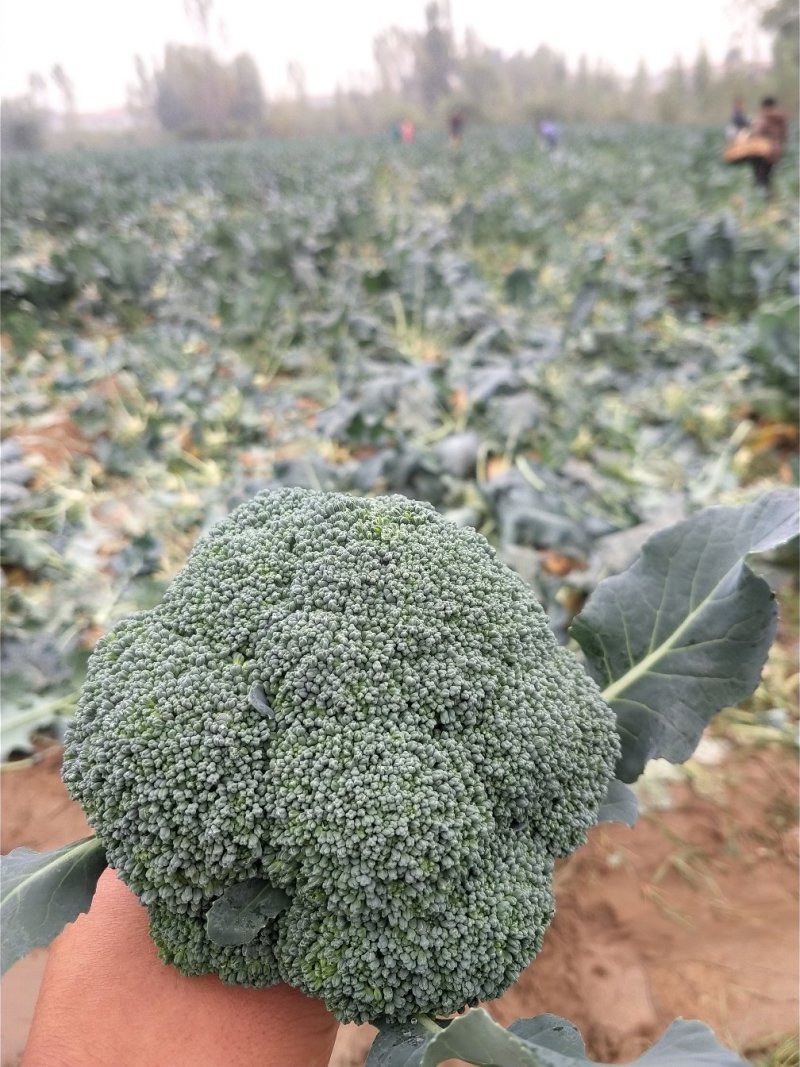 河南省博爱县西蓝花，耐寒西蓝花上市中基地货品