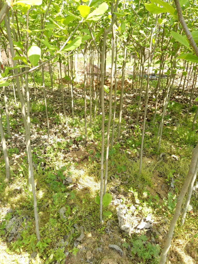 玉兰基地供应，玉兰小苗，玉兰工程苗