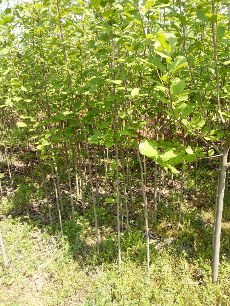 玉兰基地供应，玉兰小苗，玉兰工程苗