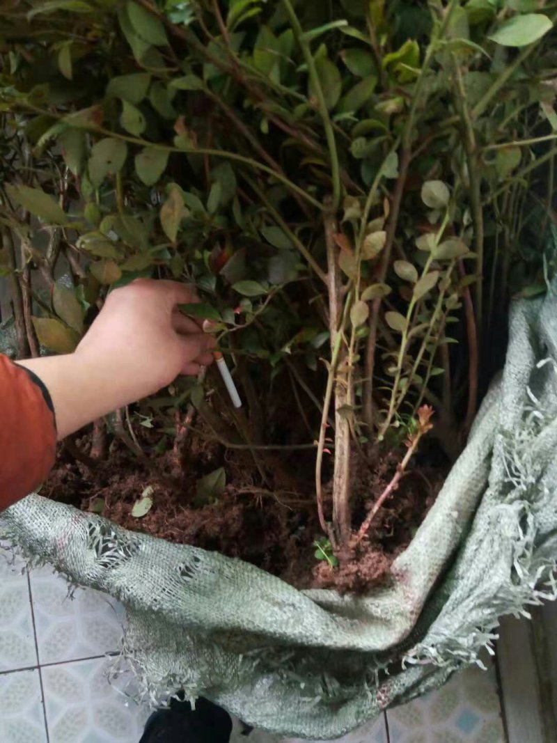 水果种苗