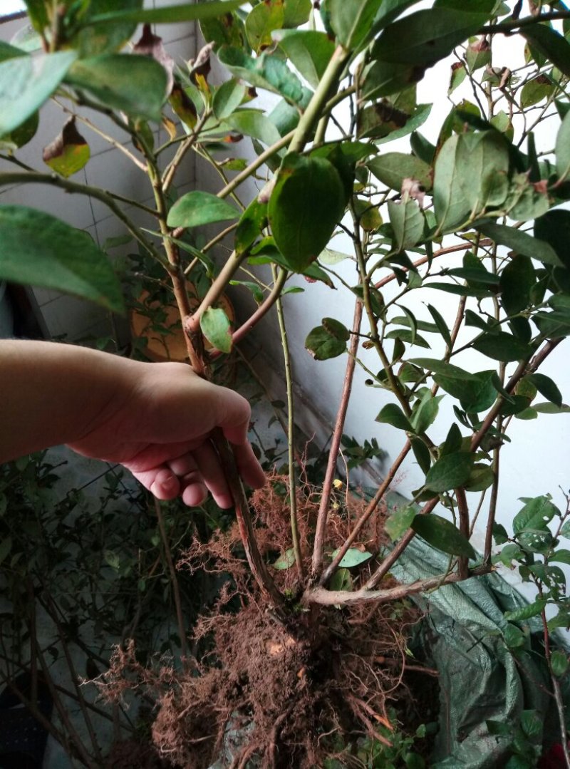 水果种苗