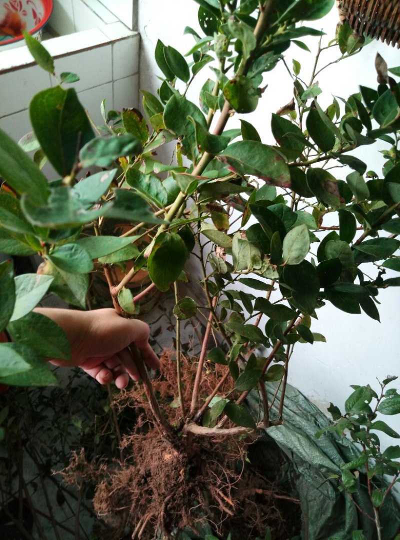 水果种苗