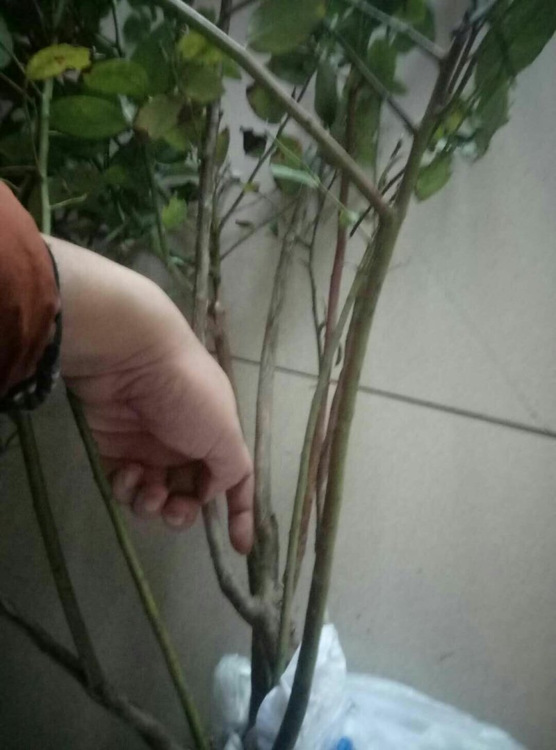 蓝莓苗