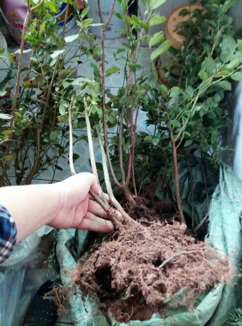 蓝莓苗
