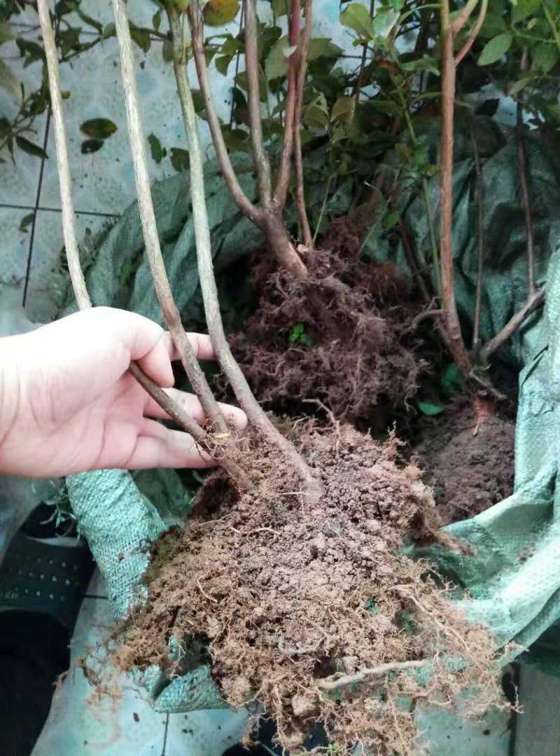 蓝莓苗
