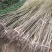 嫁接核桃苗一米二以上