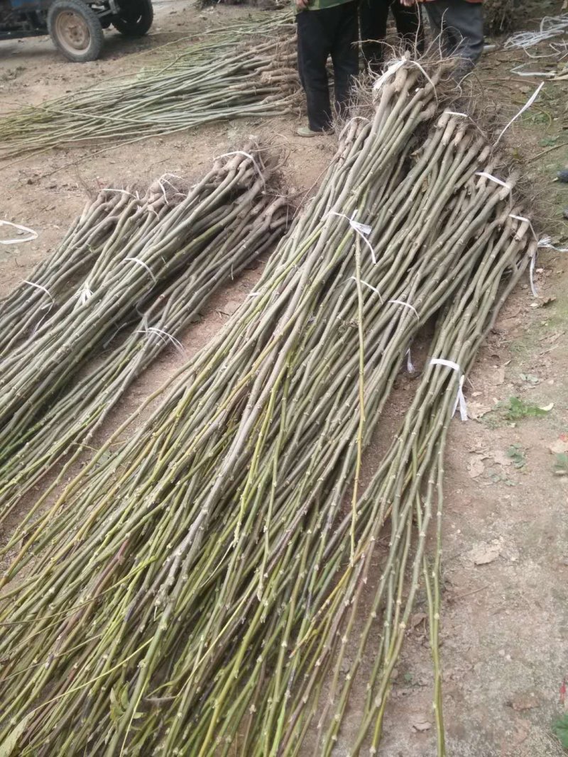 嫁接核桃苗一米二以上