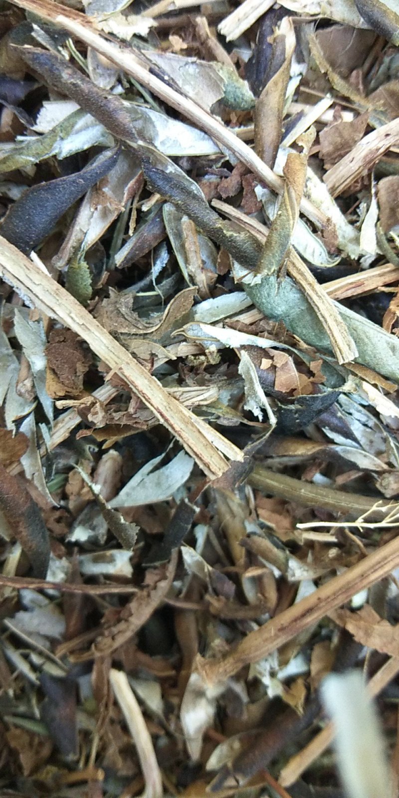 牧草