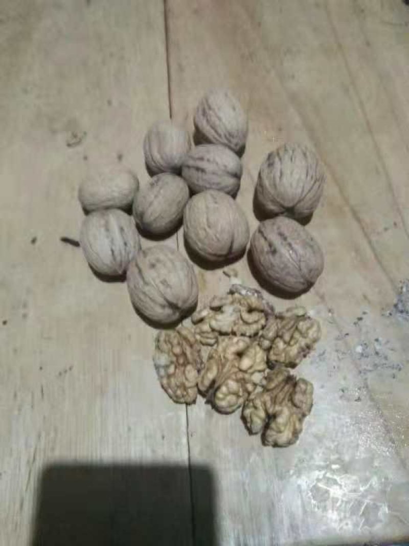 薄皮核桃30以上产地直发，一手货源。大量供应