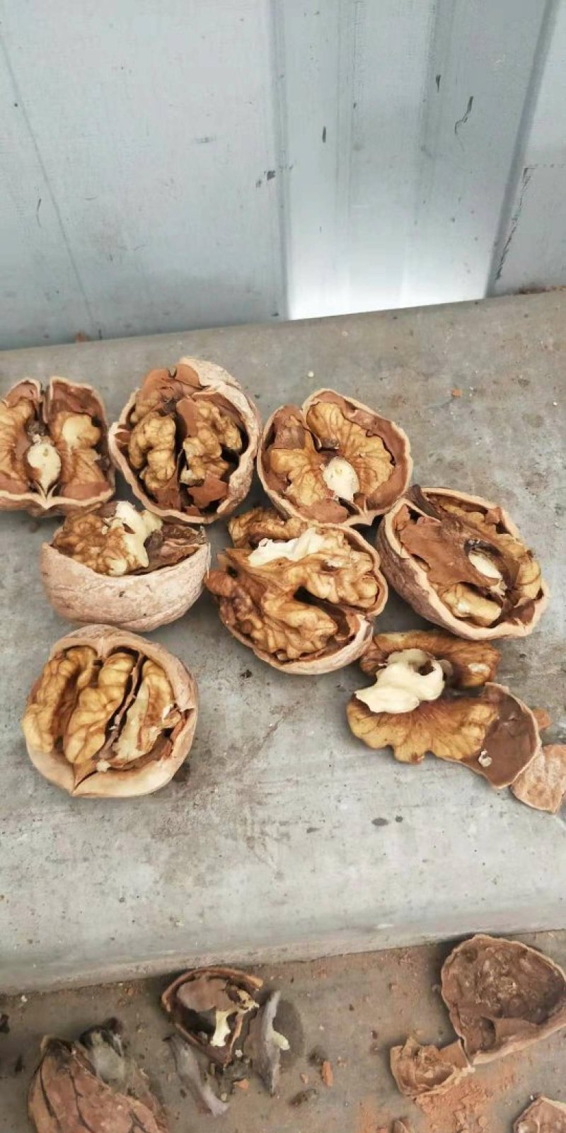 薄皮核桃30以上产地直发，一手货源。大量供应