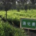 博爱怀姜，生姜，四大怀药产地