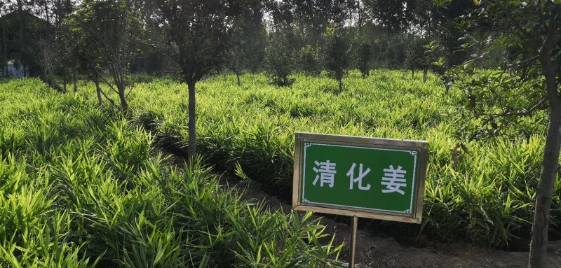 博爱怀姜，生姜，四大怀药产地