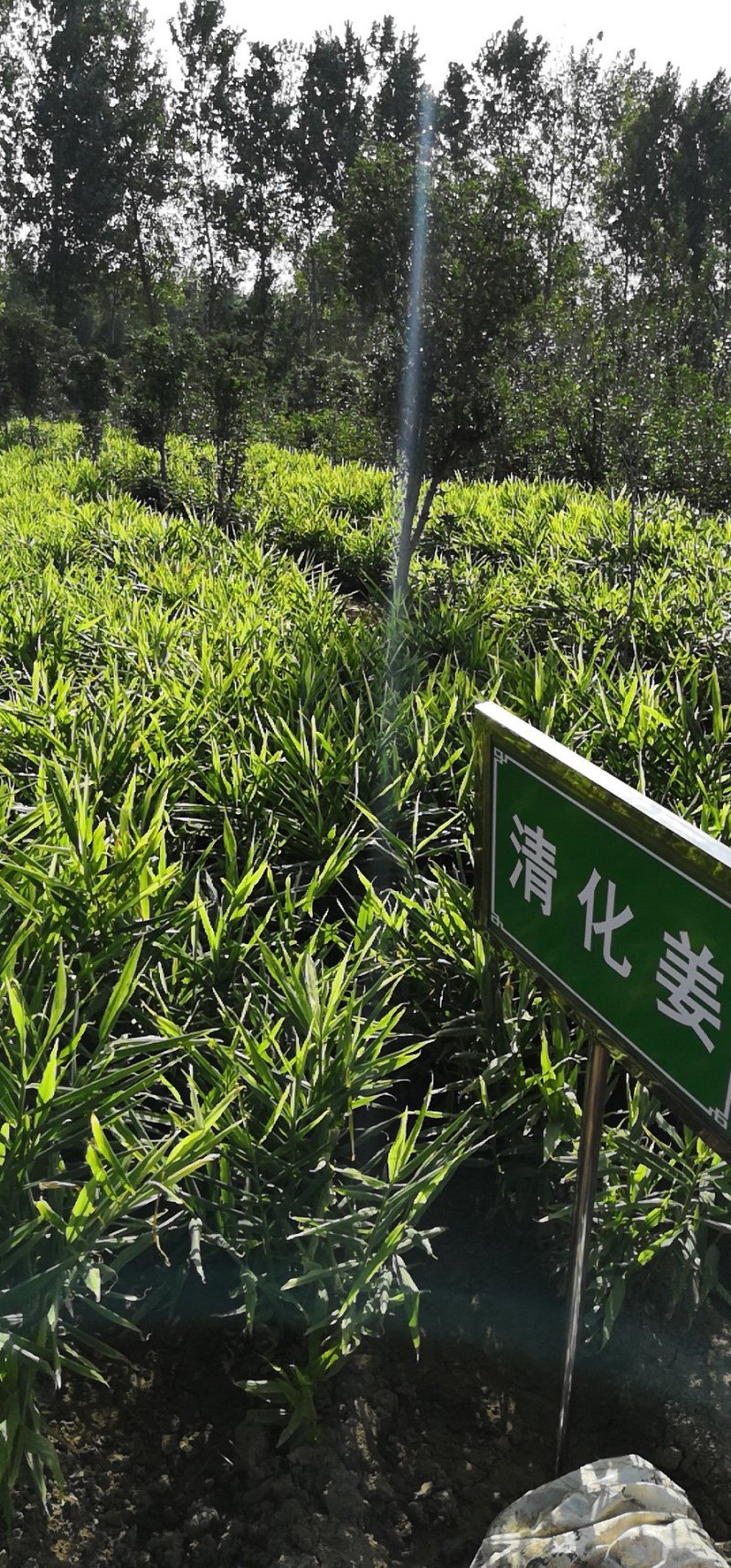 博爱怀姜，生姜，四大怀药产地