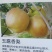 桃苗，黄金密1号，西梅(法兰西)，李子，梨苗，楸树，梓树