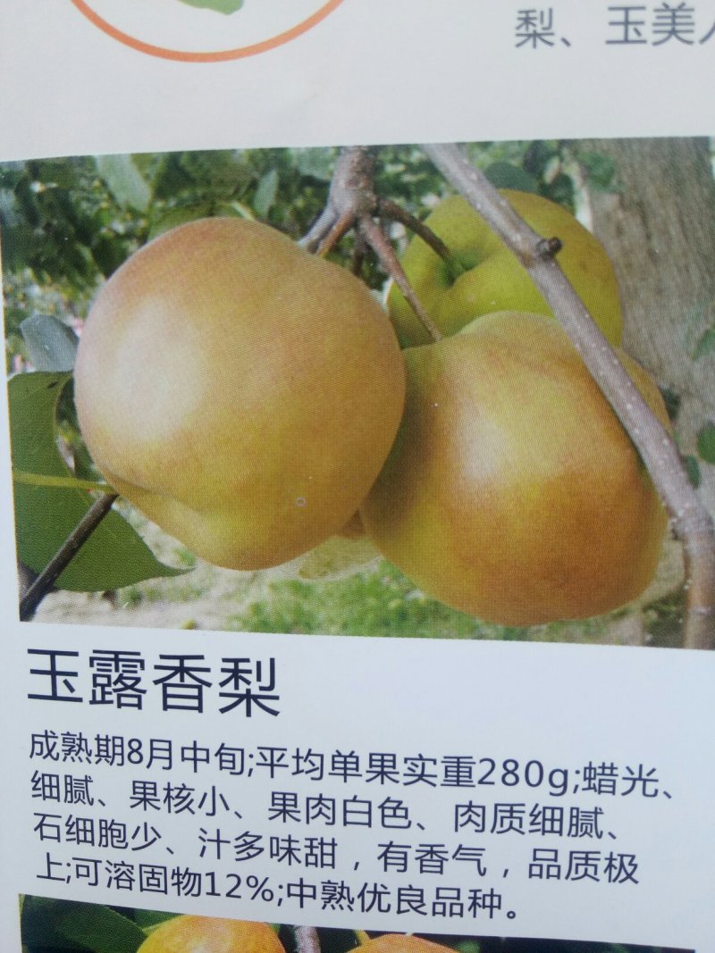 桃苗，黄金密1号，西梅(法兰西)，李子，梨苗，楸树，梓树
