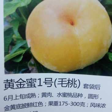 桃苗，黄金密1号，西梅(法兰西)，李子，梨苗，楸树，梓树