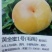 桃苗，黄金密1号，西梅(法兰西)，李子，梨苗，楸树，梓树