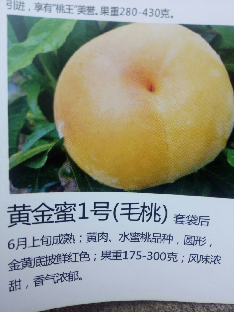 桃苗，黄金密1号，西梅(法兰西)，李子，梨苗，楸树，梓树