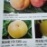 桃苗，黄金密1号，西梅(法兰西)，李子，梨苗，楸树，梓树