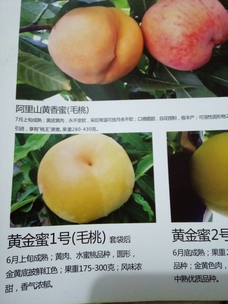 桃苗，黄金密1号，西梅(法兰西)，李子，梨苗，楸树，梓树