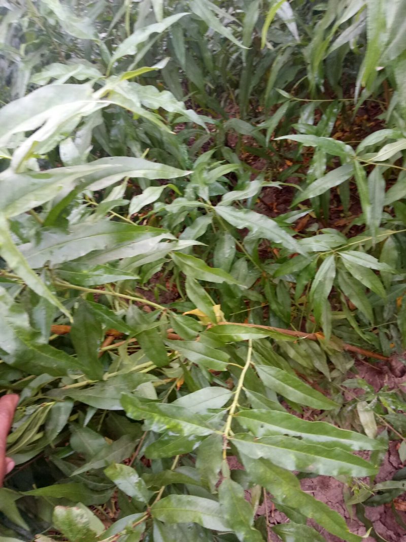 桃苗，黄金密1号，西梅(法兰西)，李子，梨苗，楸树，梓树
