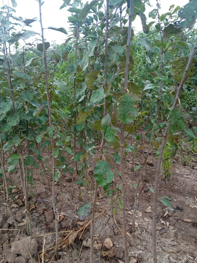 桃苗，黄金密1号，西梅(法兰西)，李子，梨苗，楸树，梓树