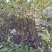 核桃苗80公分