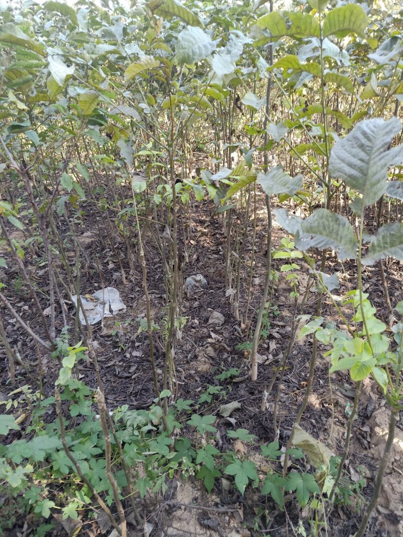 核桃苗80公分