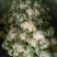 精品菜花，实花，大棚蔬菜大量上市！欢迎联系！