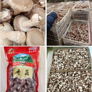 香菇