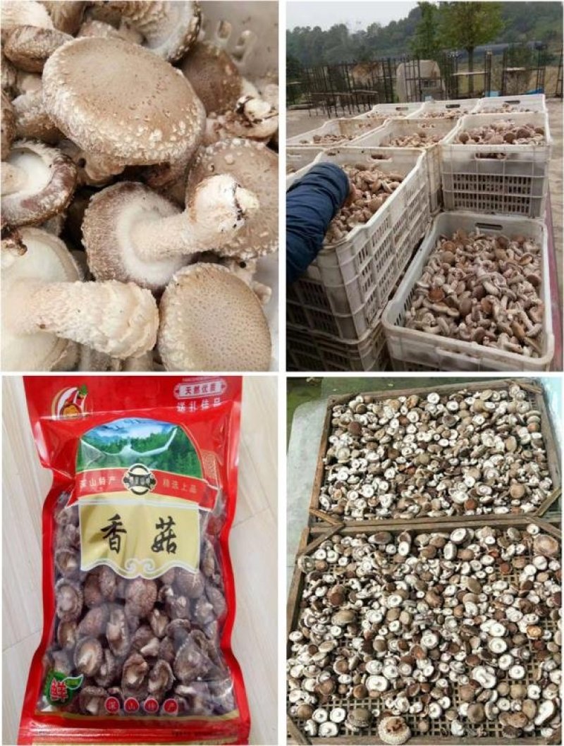 香菇