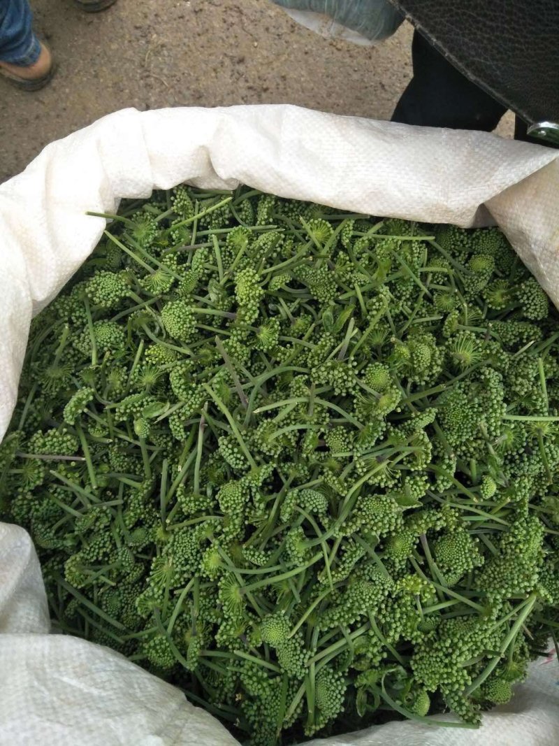长期供应三七粉三七花三七头