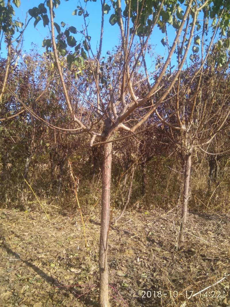 杏树苗80cm以上在家苗圃品种齐全自家育苗