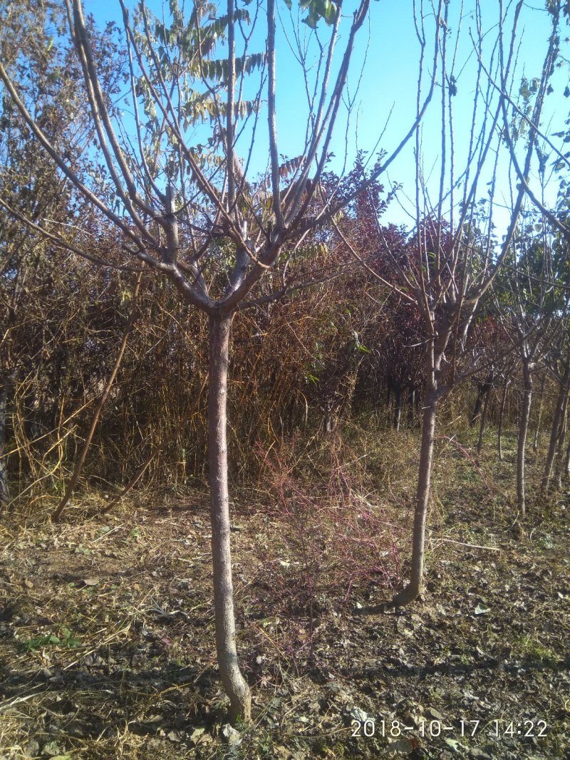杏树苗80cm以上在家苗圃品种齐全自家育苗